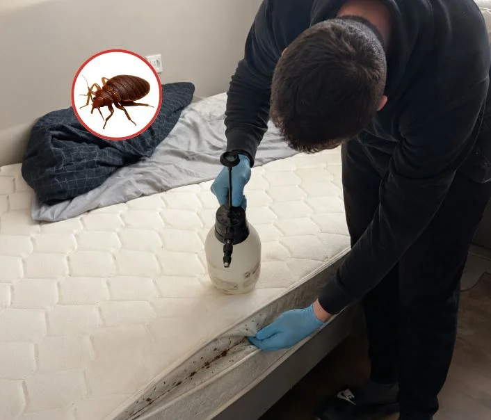 Technicien traitant un matelas contre les punaises de lit à Garches